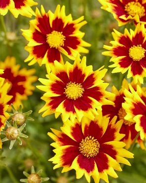 Coreopsis Solar Jewel 3 Litre