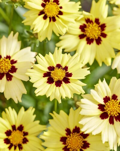 Coreopsis Solar Moon 2 Litre