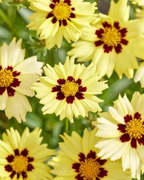 Coreopsis Solar Moon 2 Litre