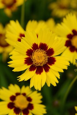 Coreopsis Sun Kiss 3 Litre