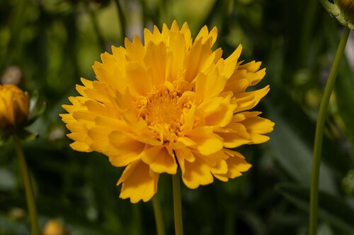 Coreopsis Sunray 2 Litre