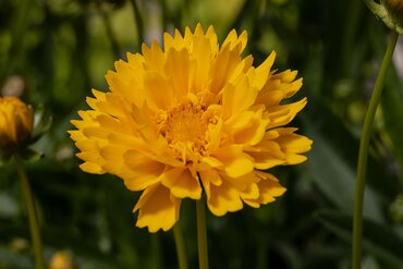 Coreopsis Sunray 2 Litre