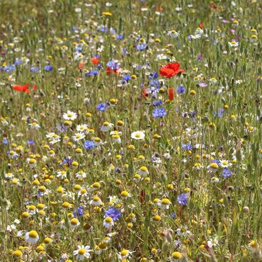 Cornfield Annuals Mix Seeds - image 1