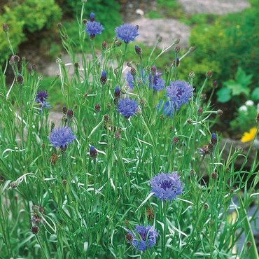 Wildflower Seeds (Cornflower)