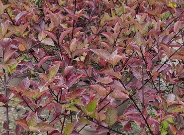 Cornus alba 'Kesselringii' 3 Litre - image 3