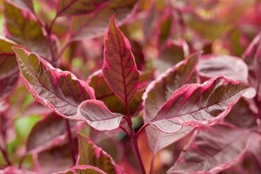 Cornus alba Miracle 4.6 litre - image 1