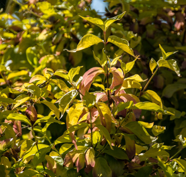 Cornus alba Neon Burst 3 Litre - image 2