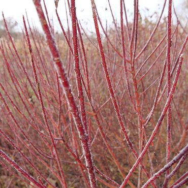 Cornus Cardinal 3 Litre