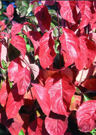 Cornus florida 12 litre - image 1