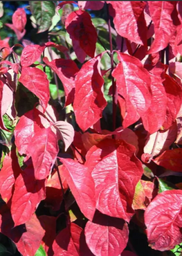 Cornus florida 12 litre - image 1