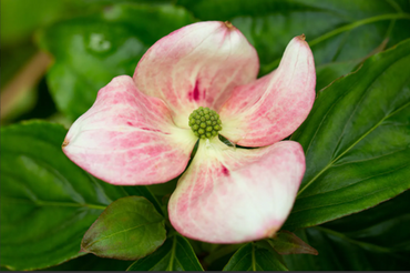 Cornus florida 12 litre - image 2