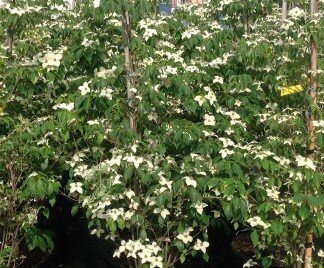 Cornus kousa China Girl 12 Litre
