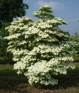 Cornus kousa Milky Way 12 litre - image 2