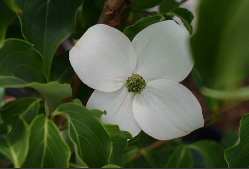 Cornus kousa Milky Way 12 litre - image 1