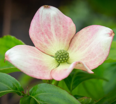 Cornus Kousa Satomi 12 Litre