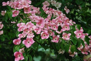 Cornus Kousa Satomi 12 Litre