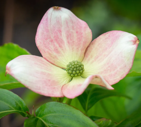 Cornus Kousa Satomi 3 Litre