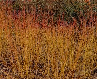 Cornus 'Midwinter Fire' 3 Litre
