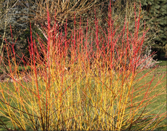 Cornus 'Midwinter Fire' 3 Litre - image 1