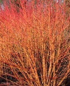 Cornus Sanguinea Magic Flame 3 Litre - image 1
