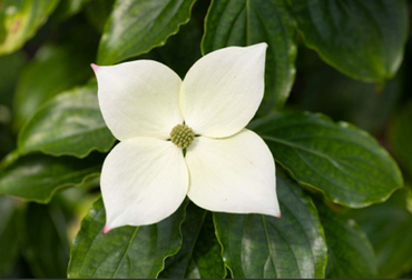 Cornus Teutonia 12 Litre - image 1