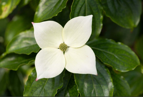 Cornus Teutonia 12 Litre - image 2
