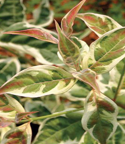 Cornus x Stellar Pink 3 Litre - image 1
