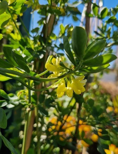 Coronilla Citrina Trellis 7 Litre