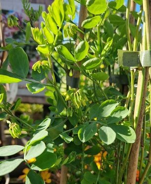 Coronilla Glauca Citrina 3 Litre - image 2