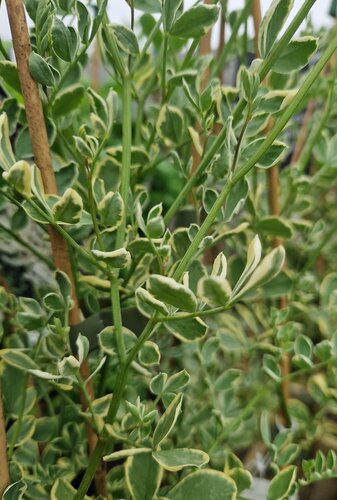 Coronilla Glauca Variegata 3 Litre