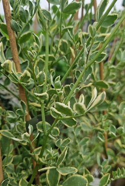 Coronilla Glauca Variegata 3 Litre
