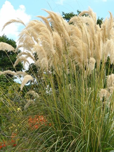 Cortaderia Golden Goblin 3 Litre