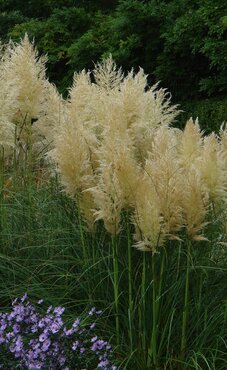 Cortaderia Green Goblin 3 Litre