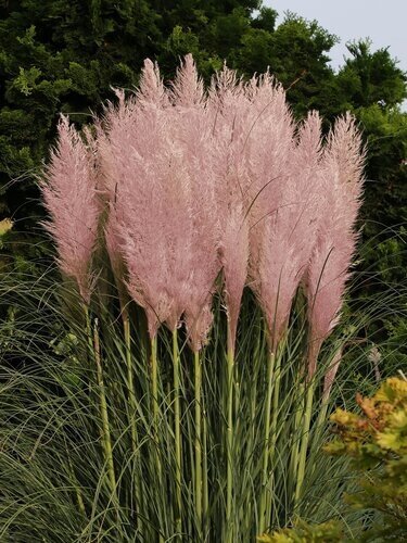 Cortaderia selloana Rosea 2 Litre