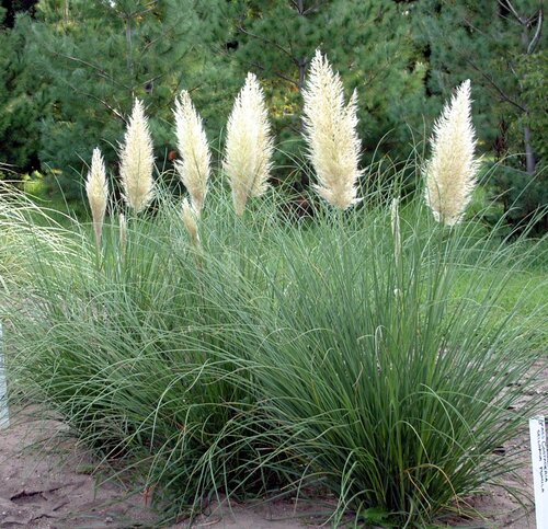 Cortaderia selloana Senior 5 Litre