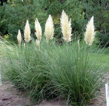 Cortaderia selloana Senior 5 Litre
