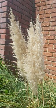 Cortaderia Selloana White Plume 9cm