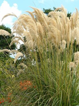 Cortaderia Splendid Star 3 Litre