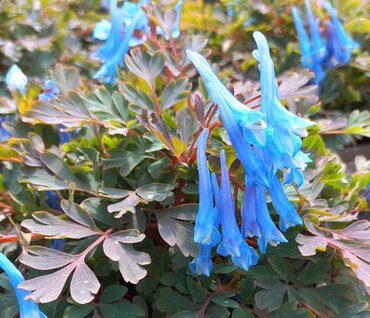 Corydalis Blue Heron 2 Litre