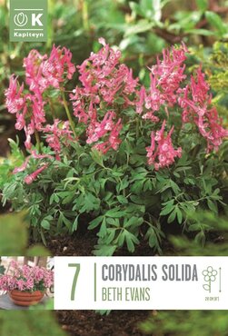 Corydalis Solida Beth Evans