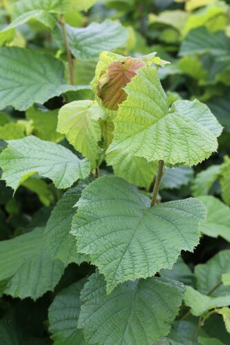 Corylus avellana 3.4 Litre - image 1