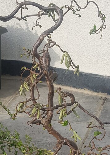 Corylus Contorta 12 Litre