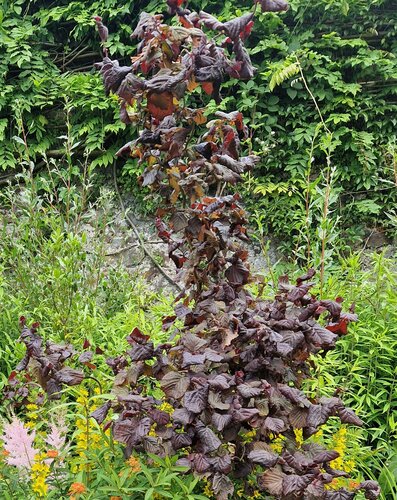 Corylus Red Ghost 12 Litre