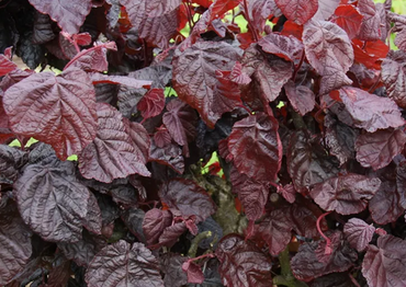 Corylus Red Ghost 12 Litre - image 2