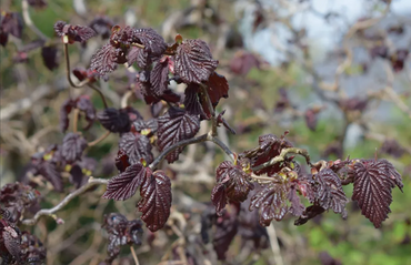 Corylus Red Ghost 12 Litre - image 2