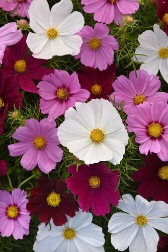Cosmos Apollo Mixed 2 Litre