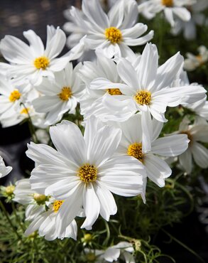Cosmos Apollo White 1 Litre