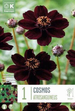 Cosmos Atrosanguineus (Chocolate Cosmos)