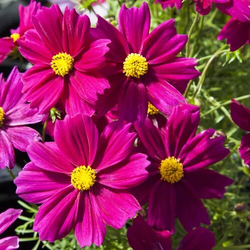 Cosmos Carmine Jumbo Six Pack