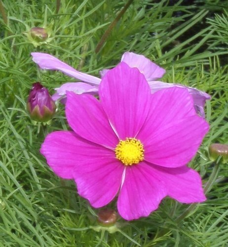 Cosmos Casanova Violet Jumbo 6 Pack